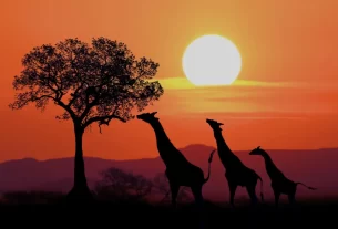 África: 7 Experiências incríveis, Safáris, Paisagens e Cultura