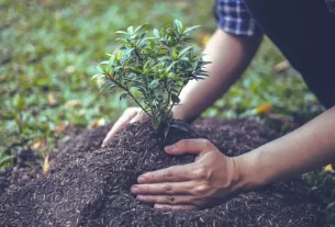 Benefícios da Decoração Natural para Crianças e Idosos