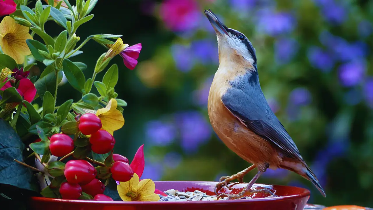 Comedouros para Pássaros na Decoração Natural com 7 ideias para o quintal