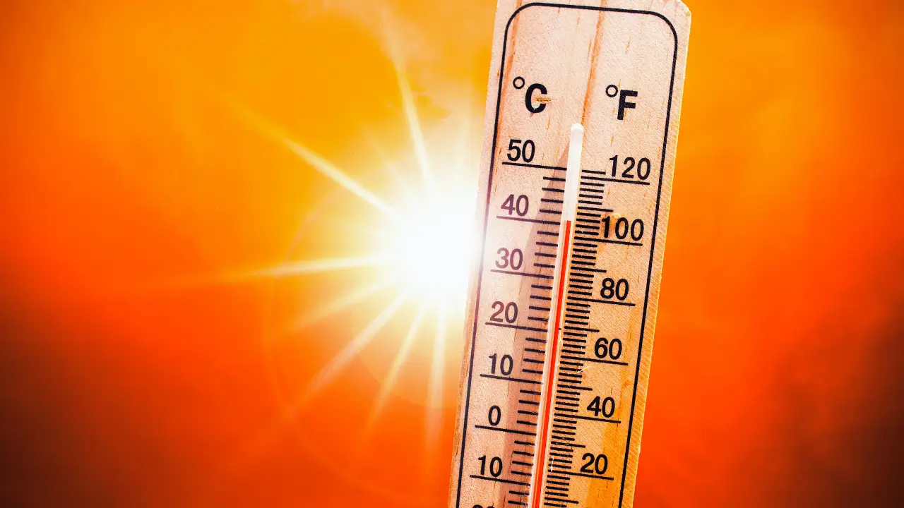 Verão 2025: Decoração Natural para Proteger sua Casa do Calor