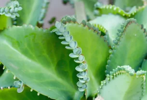 Benefícios da folha da fortuna na decoração, seu uso e cultivo