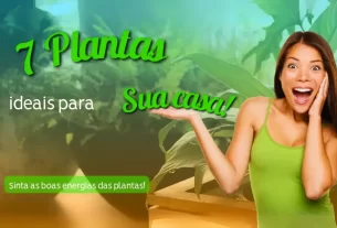 7 Plantas Ideais para Sua Casa Cheia de Boas Energias