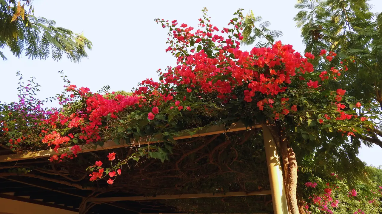 7 Plantas para Pergolado com sombra e charme