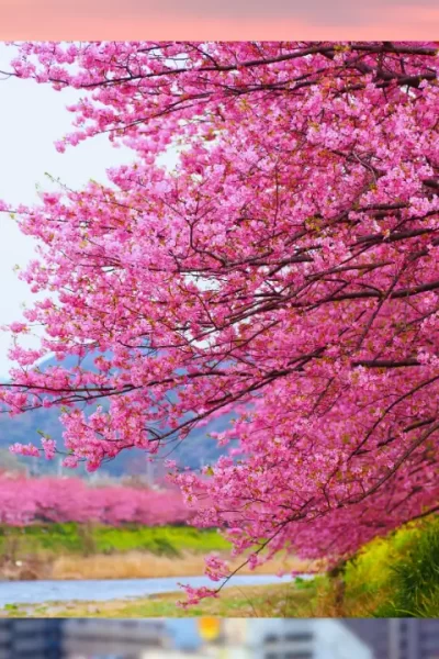 Sakura em Osaka 2025: Quando Ir e Como Visitar a Expo