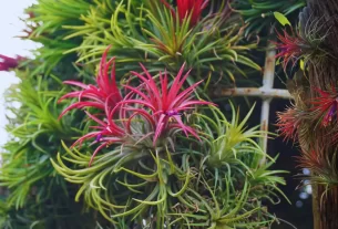 Tillandsias Plantas aéreas para sua decoração: 05 motivos para ter Em casa