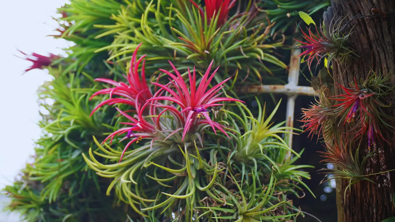Tillandsias Plantas aéreas para sua decoração: 05 motivos para ter Em casa