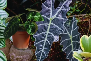 Plantas Raras para Transformar sua Casa em Oásis Natural