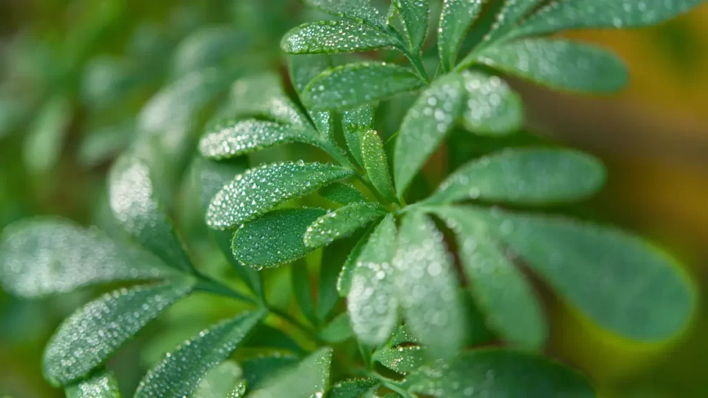 planta arruda, verde