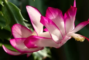 Flor de Maio e Outras 5 Plantas Espirituais para Conectar Casa e Alma