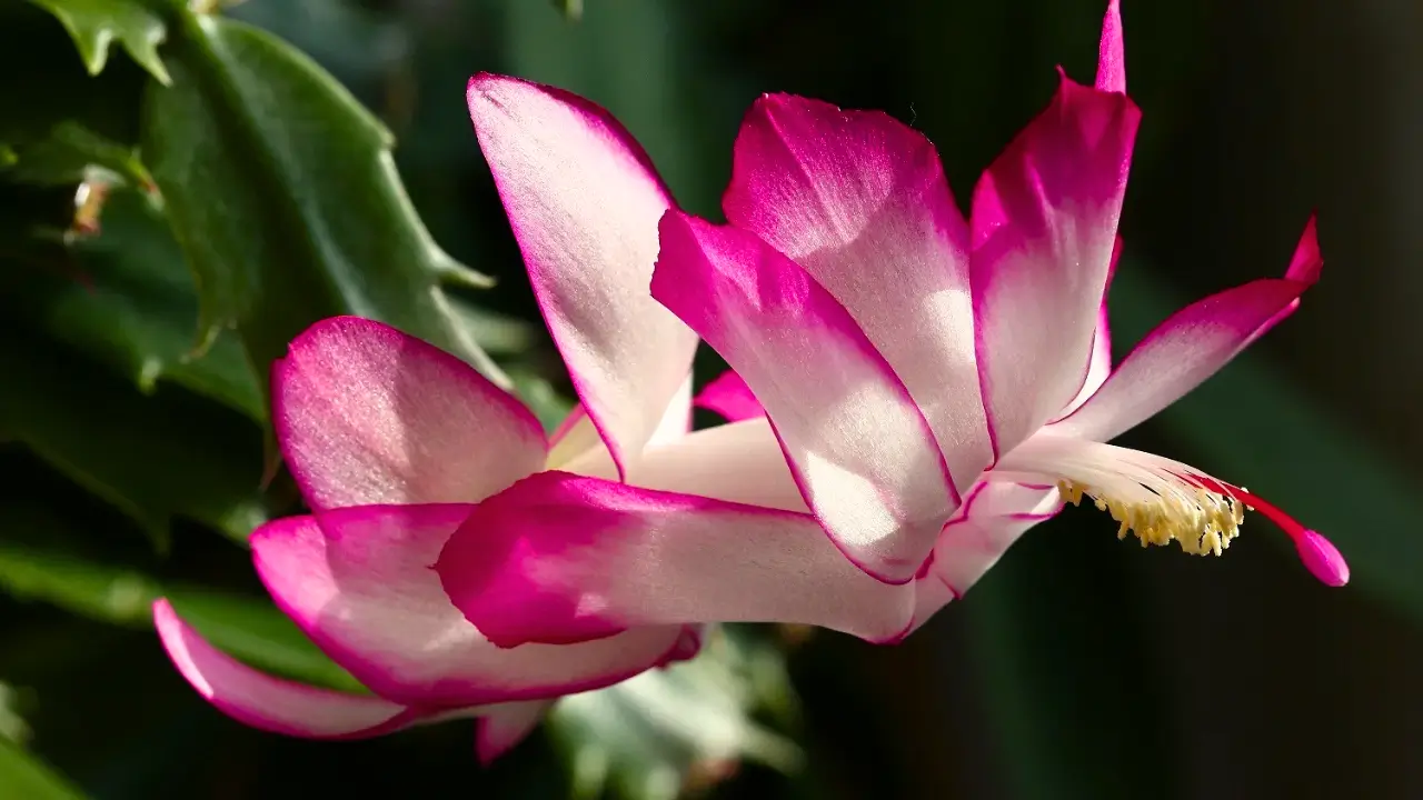 Flor de Maio e Outras 5 Plantas Espirituais para Conectar Casa e Alma