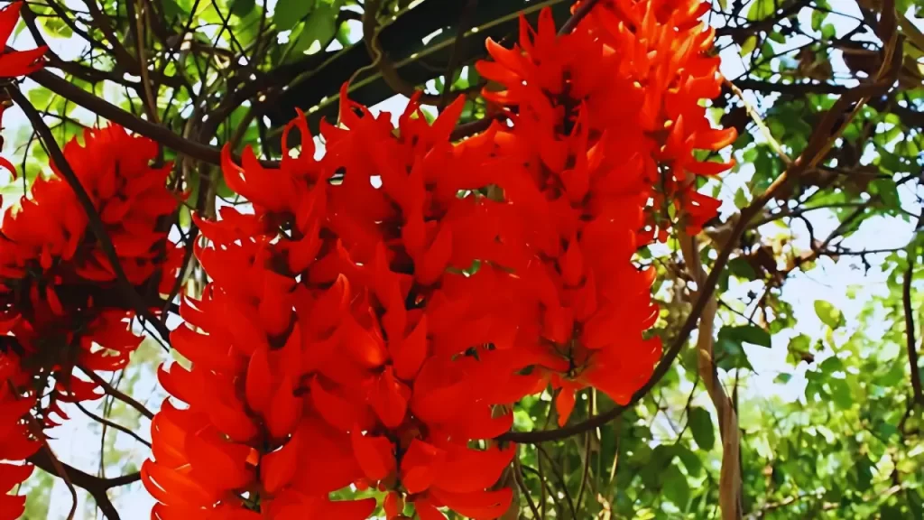 Flor Trepadeira de Jade Vermelha