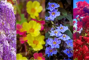 7 Plantas para Pergolado com Sol: Beleza, Sombra e Facilidade de Cuidado