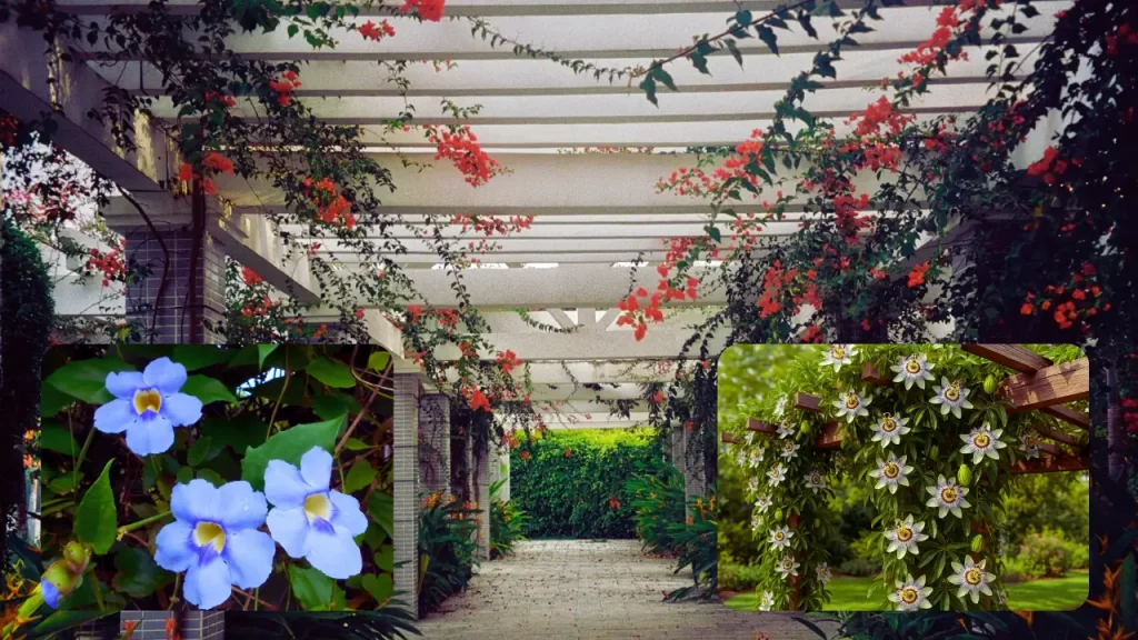 Flores pergolado Bougainvillea, flor maracujá 