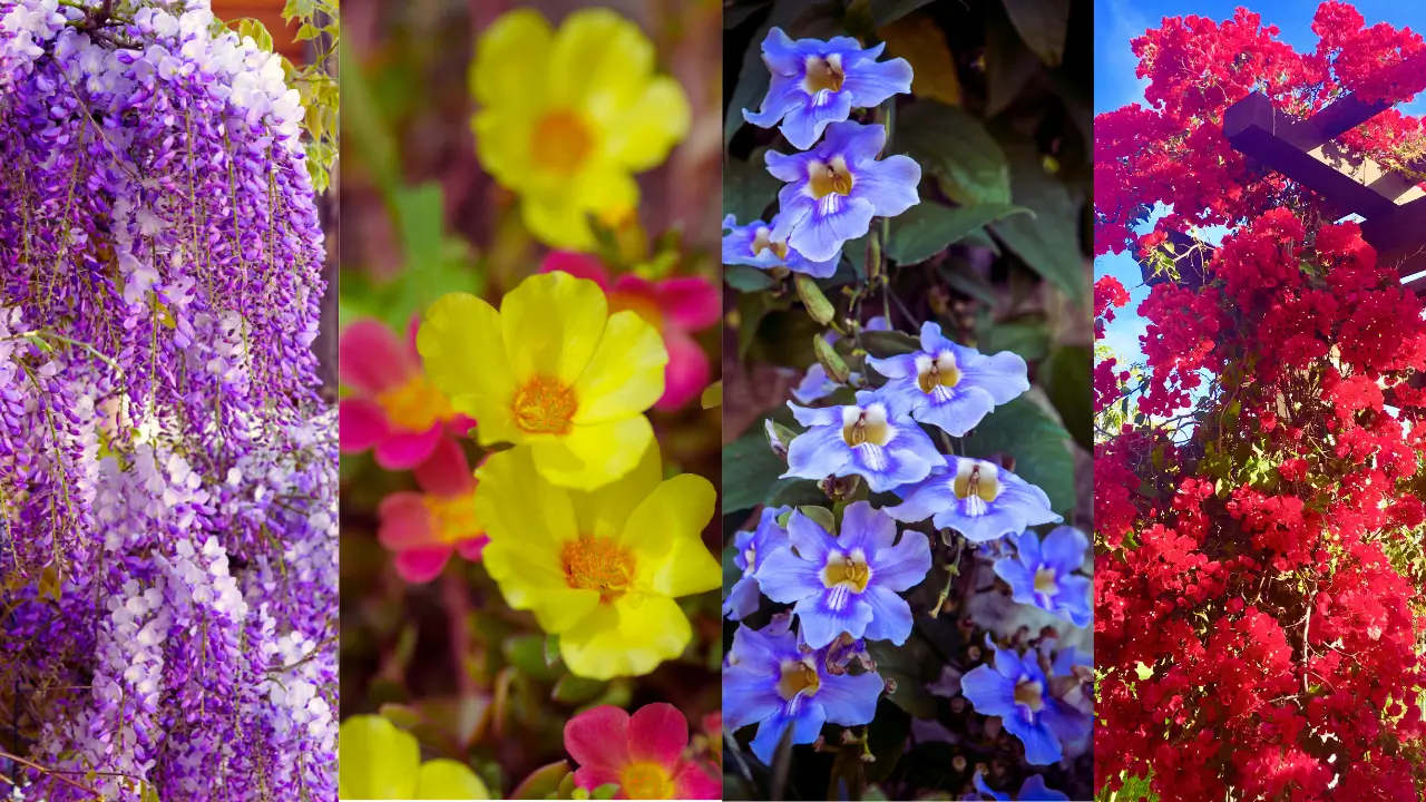 7 Plantas para Pergolado com Sol: Beleza, Sombra e Facilidade de Cuidado