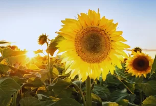 Flor Girassol Significado Espiritual: 5 Fatos Que Iluminam