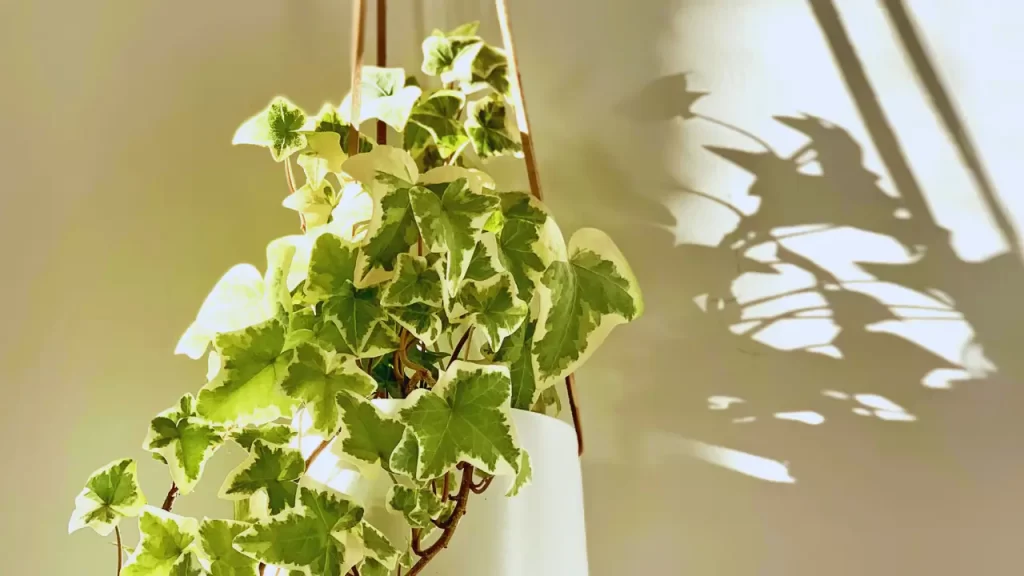 Hera-Inglesa é uma planta trepadeira, ela remove esporos de mofo do ar,