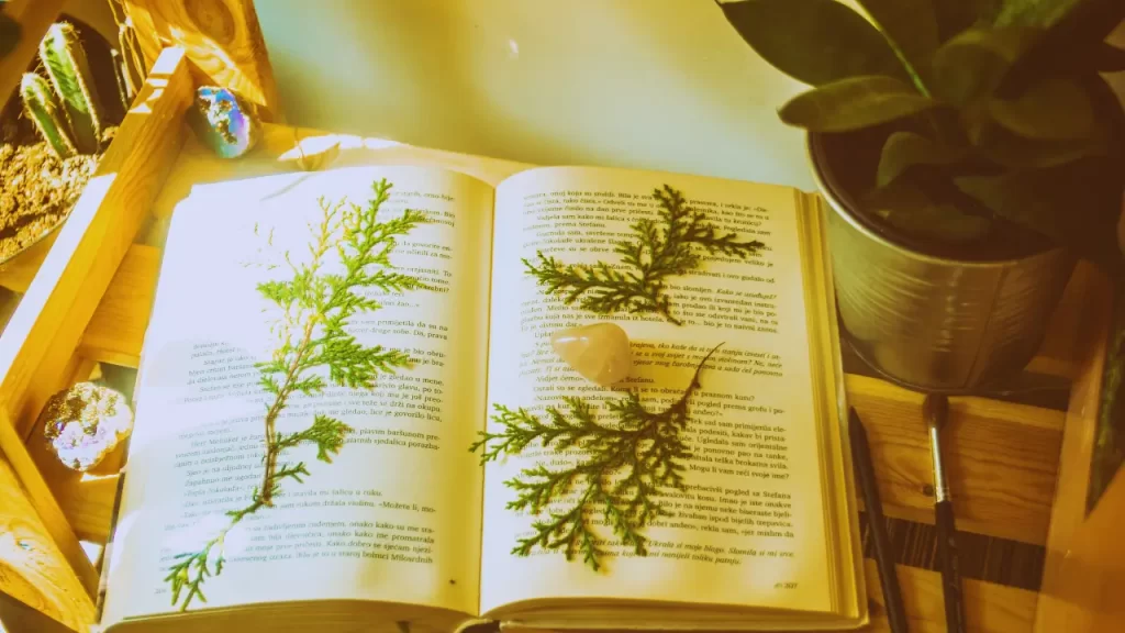 Espaço de bem-estar inspirado no Ikigai japonês.